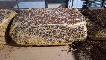 18-03-2026  Een blok leliewortels?