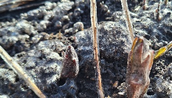 28 maart 2026   Er is weer kans op nachtvorst