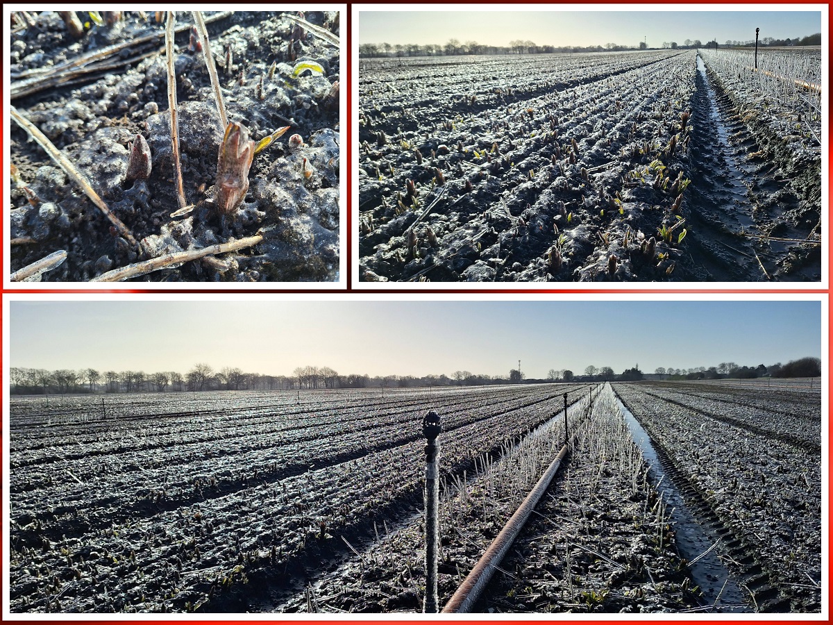 28 maart 2026   Er is weer kans op nachtvorst