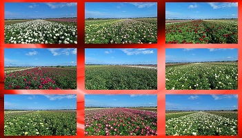 Wow.... hoe mooi!